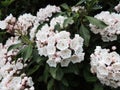 Mountain laurel or spoonwood during flowering Royalty Free Stock Photo