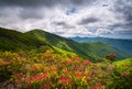 Mountain Laurel Spring Flowers Blooming in Appalachian Mountains Royalty Free Stock Photo