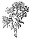 Mountain-laurel vintage illustration