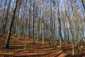 Mountain leafless forest in autumn day Royalty Free Stock Photo