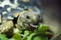 Mountain or leopard tortoise (Geochelone pardalis)