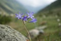 mountain lily blue flowers (Ixiolirion tataricum) or siberian lily in mountain Kyrgzstan