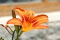 Mountain Lily. Royalty Free Stock Photo