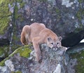 Mountain Lion Royalty Free Stock Photo
