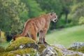 Mountain Lion Royalty Free Stock Photo