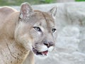 Mountain lion Royalty Free Stock Photo