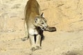 Mountain Lion Royalty Free Stock Photo