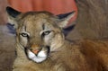 Mountain Lion Royalty Free Stock Photo