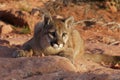 Mountain Lion Royalty Free Stock Photo
