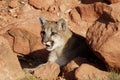 Mountain Lion Royalty Free Stock Photo