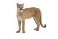 Mountain Lion Royalty Free Stock Photo