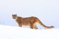 Mountain lion with blue sky in background Royalty Free Stock Photo