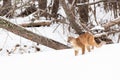 Mountain lion coming out of hiding Royalty Free Stock Photo