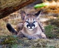 Mountain Lion Cougar Kitten Hiding Royalty Free Stock Photo