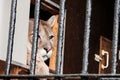 Mountain Lion Cougar portrait, with focus on the eye. Captive animal.