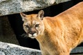 Mountain Lion Cougar Puma Concolor Rocks Royalty Free Stock Photo