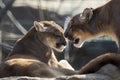 Mountain lion couple