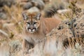 mountain lion crouched, rocks and sparse vegetation Royalty Free Stock Photo