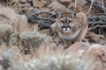 mountain lion crouched, rocks and sparse vegetation Royalty Free Stock Photo