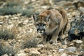 mountain lion crouched, rocks and sparse vegetation Royalty Free Stock Photo