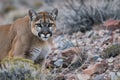 mountain lion crouched, rocks and sparse vegetation Royalty Free Stock Photo