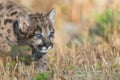Mountain lion cub hunting Royalty Free Stock Photo