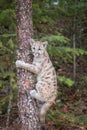 Mountain Lion Cub Up a Tree