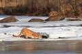 Mountain lion drinking water through a hold in the ice