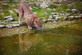 Mountain lion drinks water from pond in zoo