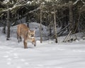 Mountain Lion emerging from the the woods Royalty Free Stock Photo