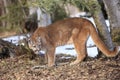 Mountain lion in forest Royalty Free Stock Photo