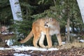 Mountain lion in forest Royalty Free Stock Photo