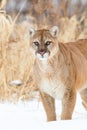 Mountain lion front portrait Royalty Free Stock Photo