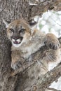 Mountain Lion Glaring from a Pine tree