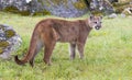 Mountain lion on grass with lichen covered rocks