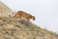 Mountain lion on hunt Royalty Free Stock Photo