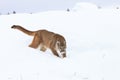 Mountain lion hunting prey in snow Royalty Free Stock Photo