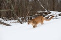 Mountain lion hunting in snow