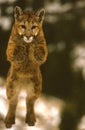 Mountain Lion Jumping Royalty Free Stock Photo