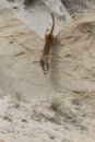 Mountain lion leaping of tall ridge Royalty Free Stock Photo