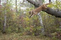 Mountain Lion leaping from a tree