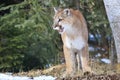 Mountain lion leaving his den site Royalty Free Stock Photo