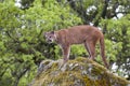 Mountain lion on lichen covered rocks with green trees Royalty Free Stock Photo