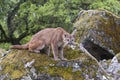 Mountain lion on lichen covered rocks Royalty Free Stock Photo