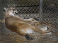 Mountain Lion - Licking Chops