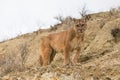 Mountain lion licking his chops Royalty Free Stock Photo