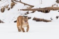 Mountain lion licking his chops