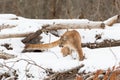 Mountain lion with long tail