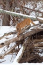 Mountain lion with long tail walking down ledge Royalty Free Stock Photo