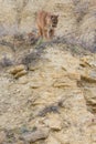 Mountain lion looking down canyon draw